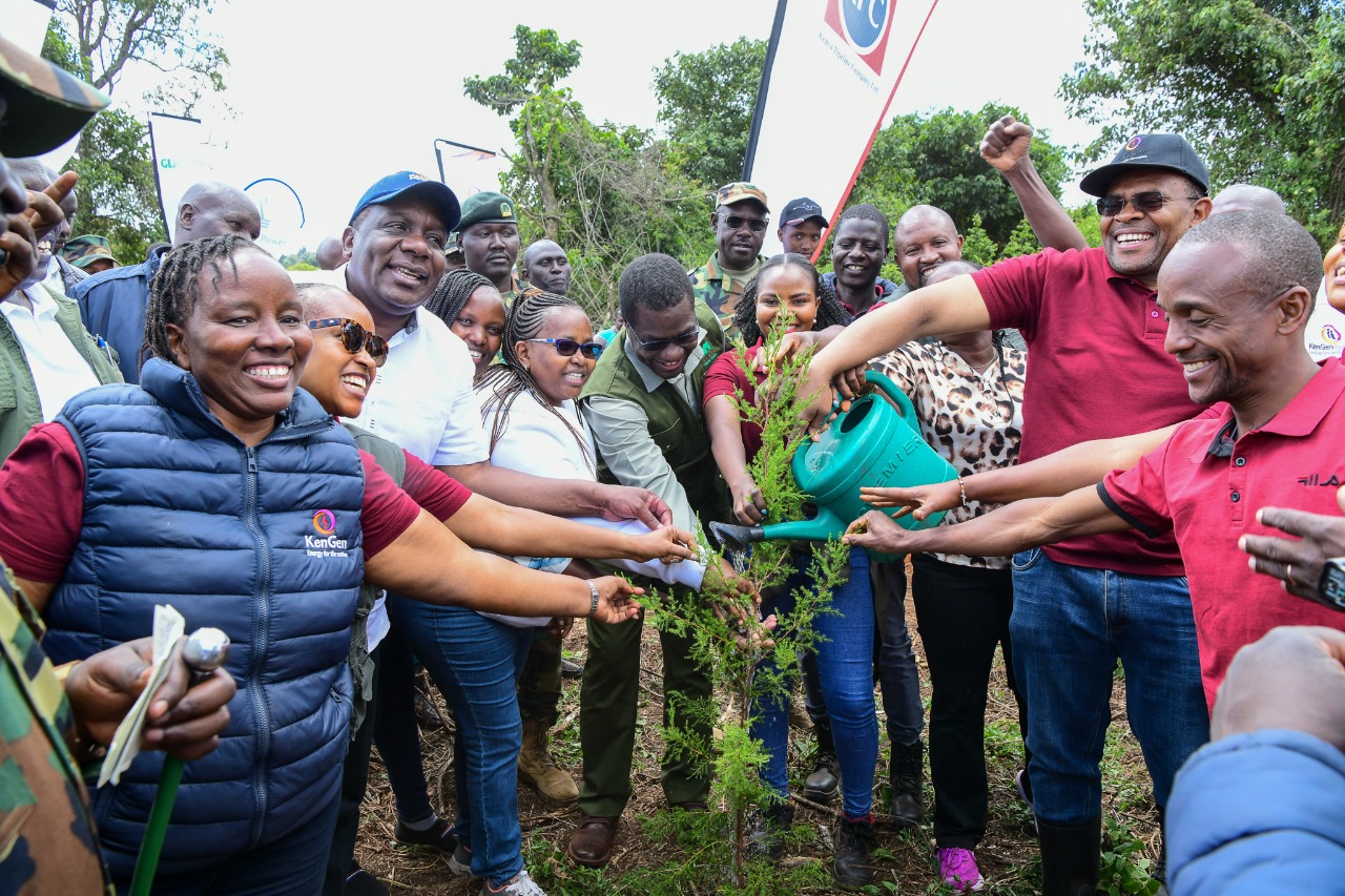KenGen staff planting trees in Narasha Forest in 2024